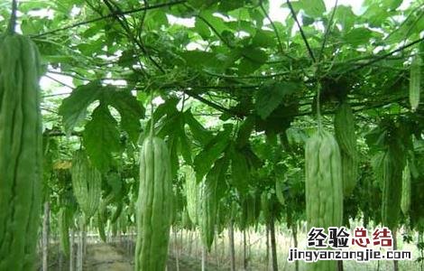 苦瓜的种植时间 苦瓜的种植时间和方法