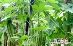 苦瓜的种植时间 苦瓜的种植时间和方法