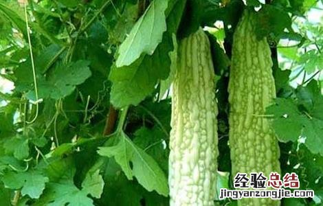 苦瓜的种植时间 苦瓜的种植时间和方法