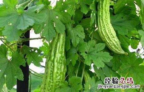 苦瓜的种植时间 苦瓜的种植时间和方法