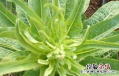 莴笋种植时间是什么时候开始的 莴笋种植时间是什么时候