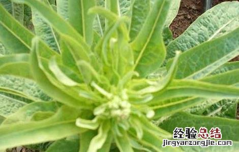 莴笋种植时间是什么时候开始的 莴笋种植时间是什么时候