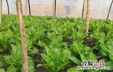 莴笋种植时间是什么时候开始的 莴笋种植时间是什么时候