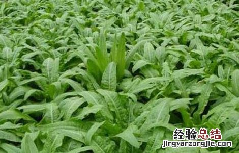 莴笋种植时间是什么时候开始的 莴笋种植时间是什么时候