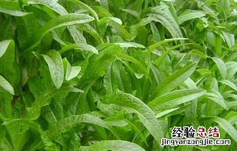 莴笋种植时间是什么时候开始的 莴笋种植时间是什么时候