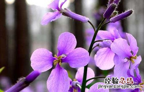 二月兰种植技术 二月兰种植技术要点