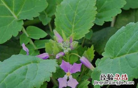 二月兰种植技术 二月兰种植技术要点