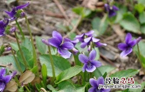 二月兰种植技术 二月兰种植技术要点