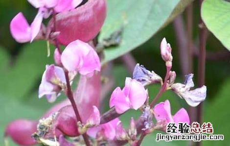 扁豆種植技術 扁豆種植技術与管理
