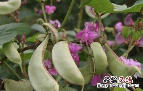 扁豆種植技術 扁豆種植技術与管理
