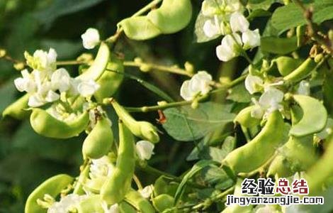 扁豆種植技術 扁豆種植技術与管理