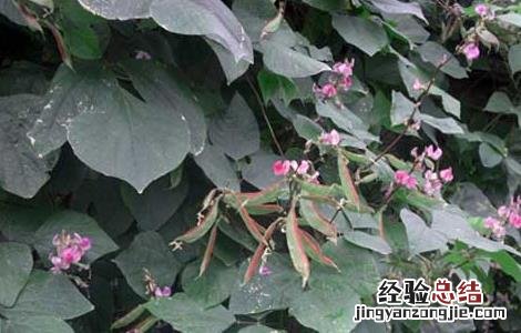 扁豆種植技術 扁豆種植技術与管理