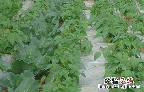四季豆的种植条件 四季豆的种植条件是什么