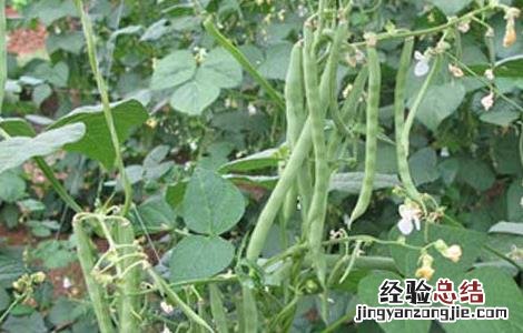 四季豆的种植条件 四季豆的种植条件是什么