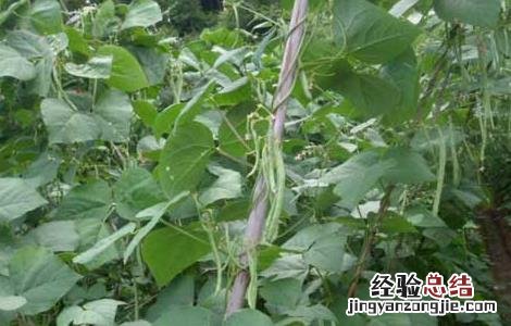 四季豆的种植条件 四季豆的种植条件是什么