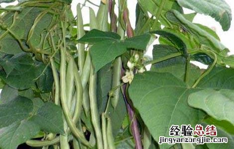 四季豆的种植条件 四季豆的种植条件是什么
