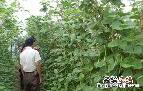 四季豆的种植条件 四季豆的种植条件是什么
