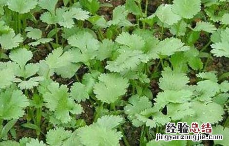 香菜种植 香菜的種植方法