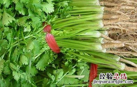 香菜种植 香菜的種植方法