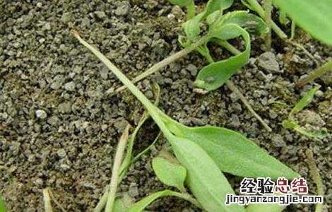 辣椒猝死病防治 辣椒猝倒病防治技术