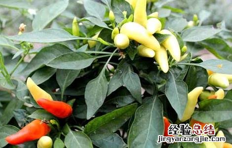 辣椒猝死病防治 辣椒猝倒病防治技术