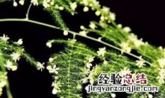 文竹能晒太阳吗可以用水养殖 文竹能晒太阳吗