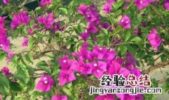 啤酒适合浇什么花好 啤酒适合浇什么花