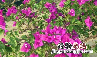 啤酒适合浇什么花好 啤酒适合浇什么花