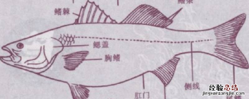 鱼拐弯时哪些鳍在动 鱼拐弯时哪些鳍在起作用