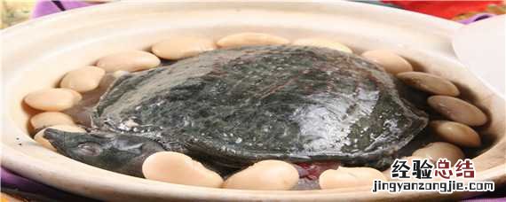 甲鱼怎么养 在家 甲鱼怎么养