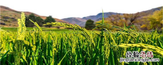 水稻种在哪里画画 水稻种在哪里