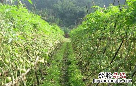 常见蔬菜露天种植时间 常见蔬菜露天种植时间表(阳历