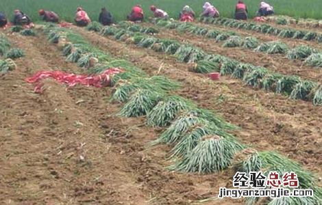 大葱种植技术及施肥 大葱种植技术
