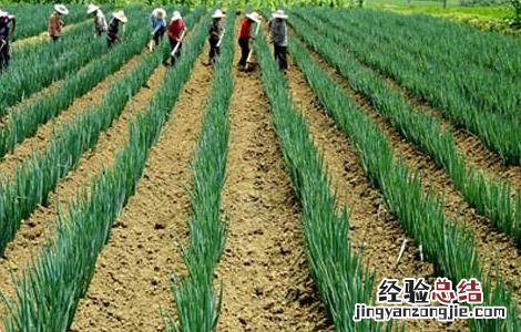 大葱种植技术及施肥 大葱种植技术