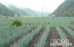 大葱种植技术及施肥 大葱种植技术