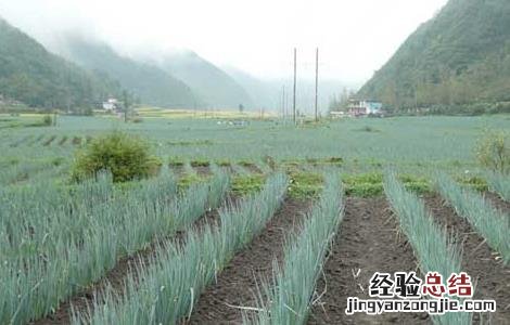 大葱种植技术及施肥 大葱种植技术