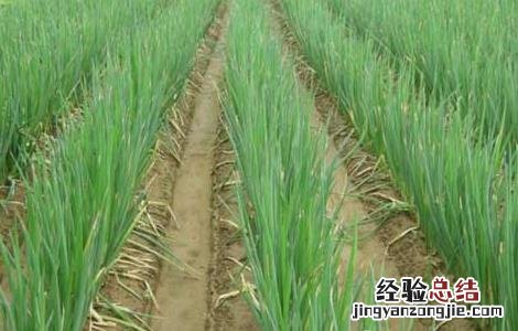 大葱种植技术及施肥 大葱种植技术