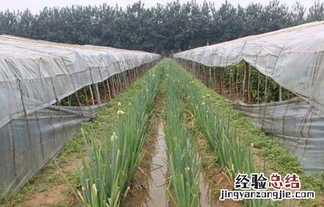 大葱种植技术及施肥 大葱种植技术