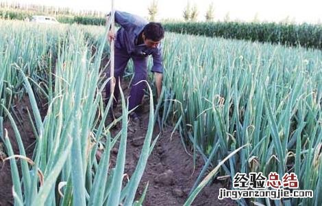 大葱种植技术及施肥 大葱种植技术