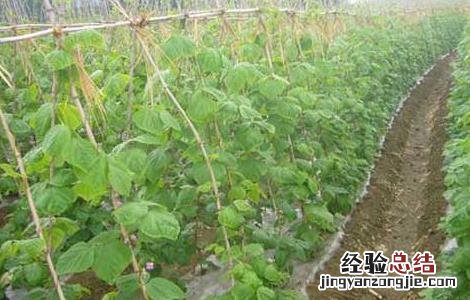 豇豆高産种植技术要求 豇豆高産种植技术