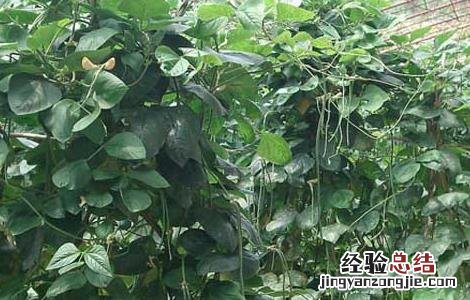 豇豆高産种植技术要求 豇豆高産种植技术