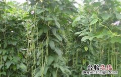 豇豆高産种植技术要求 豇豆高産种植技术