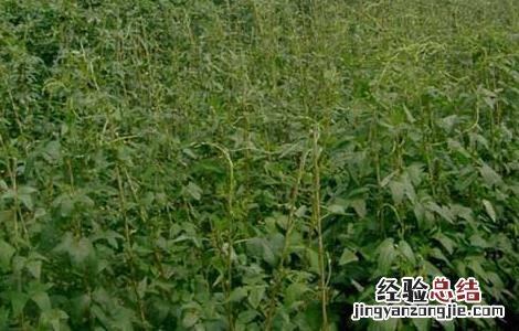 豇豆高産种植技术要求 豇豆高産种植技术