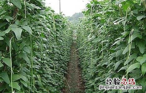 豇豆高産种植技术要求 豇豆高産种植技术