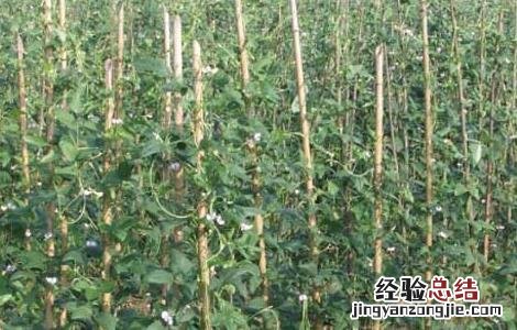豇豆高産种植技术要求 豇豆高産种植技术