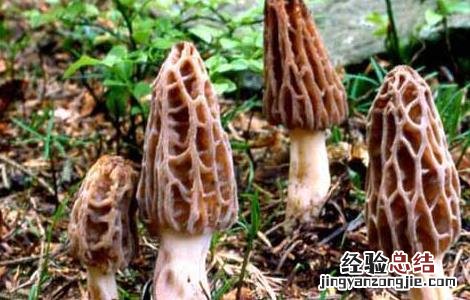 羊肚菌高效栽培技术要点 羊肚菌高效栽培技术