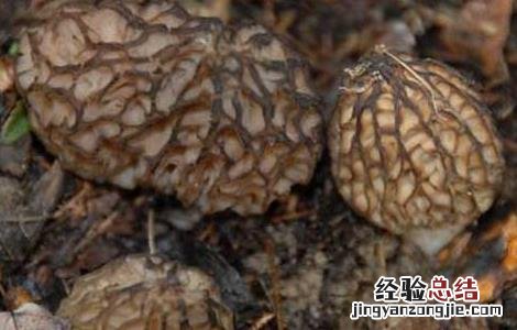 羊肚菌高效栽培技术要点 羊肚菌高效栽培技术