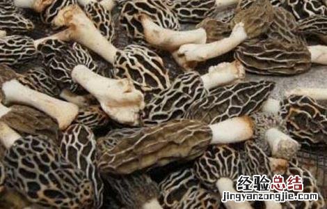 羊肚菌高效栽培技术要点 羊肚菌高效栽培技术