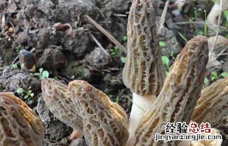 羊肚菌高效栽培技术要点 羊肚菌高效栽培技术