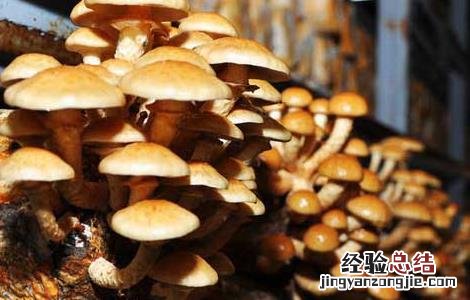 滑子菇高産栽培技术 滑子菇高産栽培技术